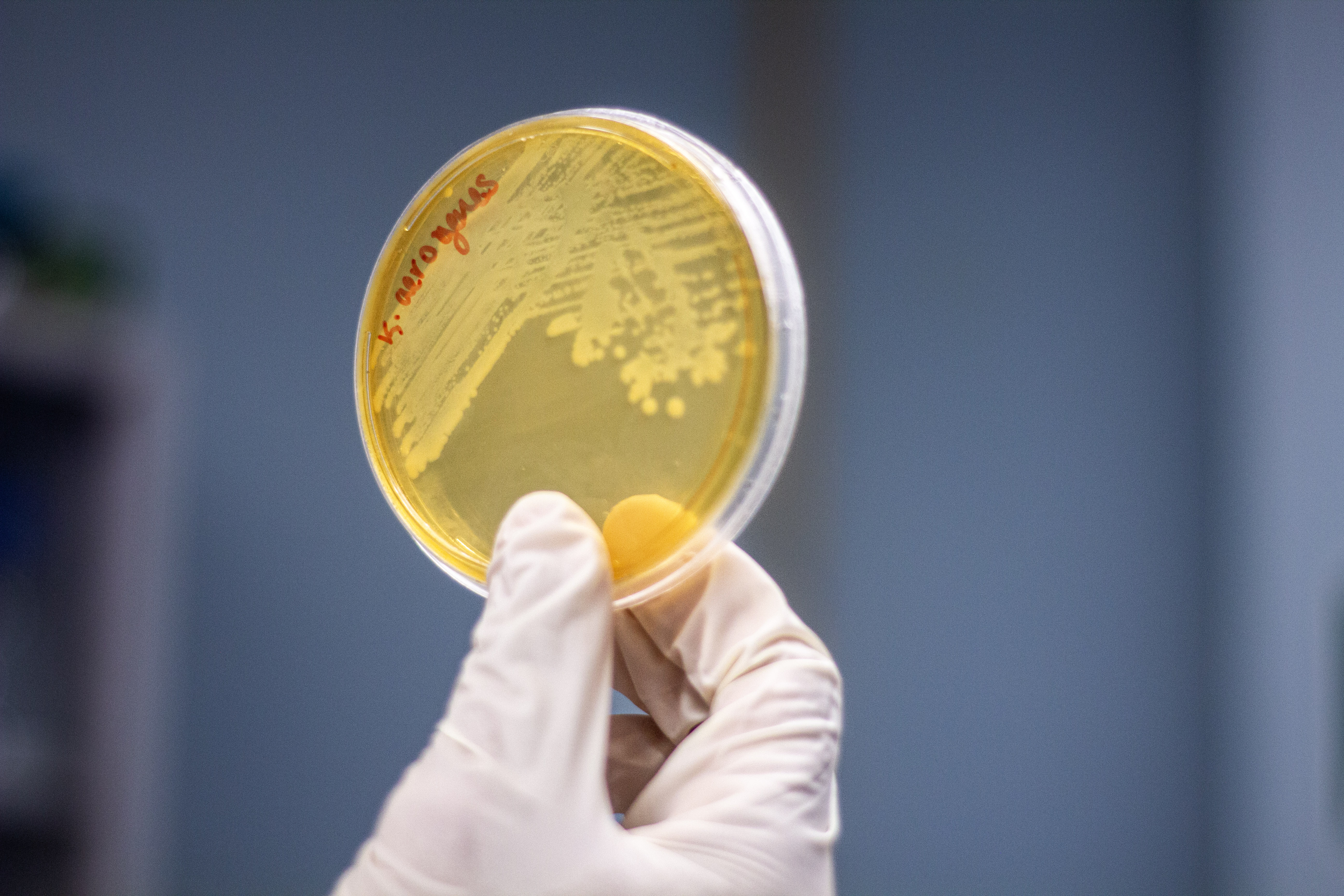 Toxicologia de Plaguicidas